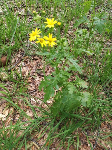 Image of Senecio rupestris by (c) Mattia Menchetti, some rights reserved (CC BY)