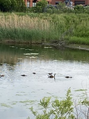 Branta canadensis
