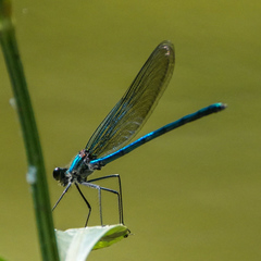 Calopteryx angustipennis