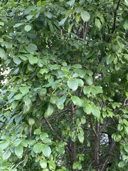 Rhamnus cathartica