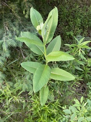Asclepias syriaca