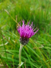 Cirsium dissectum
