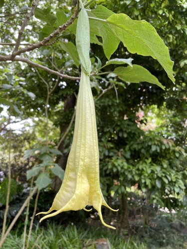 Brugmansia suaveolens, 2022-06-12