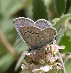 Icaricia icarioides austinorum