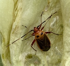 Adelphocoris rapidus