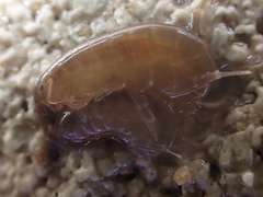 Platorchestia platensis