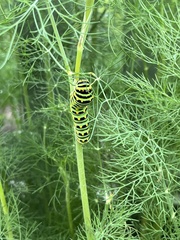 Papilio polyxenes