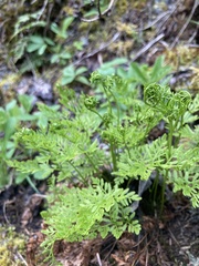 Cryptogramma acrostichoides