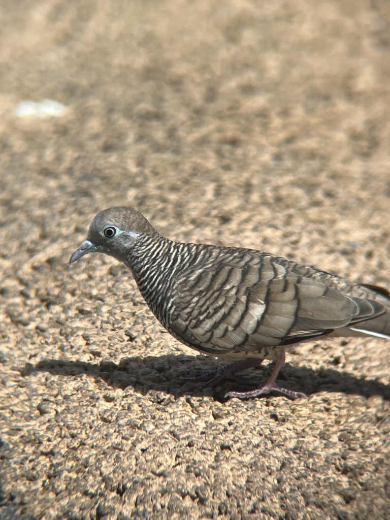 Zebra Dove from University of Hawaiʻi at Mānoa, Honolulu, HI, US on ...