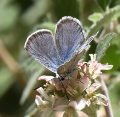 Icaricia icarioides austinorum