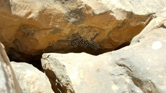 Ptyodactylus puiseuxi