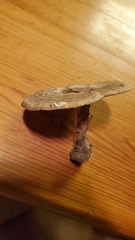 Microporellus dealbatus