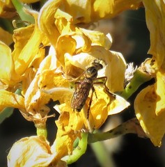 Callinicus pictitarsis