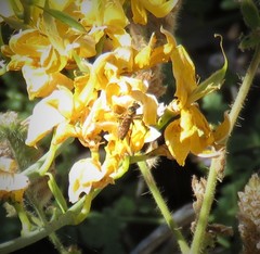 Callinicus pictitarsis