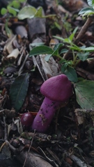 Cortinarius magellanicus