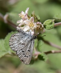 Icaricia icarioides austinorum