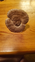 Microporellus dealbatus