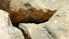 Ptyodactylus puiseuxi