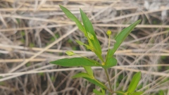 Lysimachia quadriflora