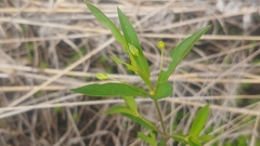 Lysimachia quadriflora