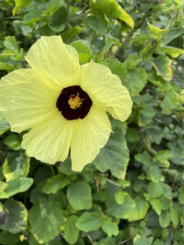 Hibiscus ovalifolius observed 2022-06-12