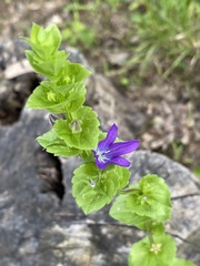 Venus' looking glass (Triodanis)