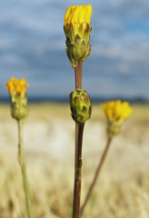 Pyrrocoma lanceolata