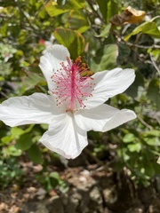 Hibiscus arnottianus