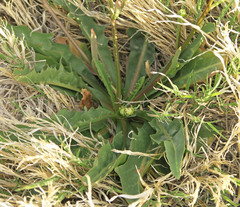 Pyrrocoma lanceolata