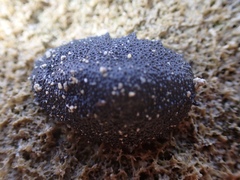 Onchidella floridana