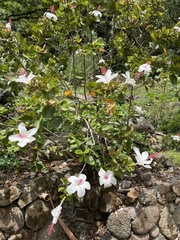 Hibiscus arnottianus