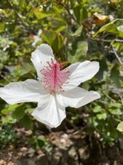 Hibiscus arnottianus