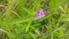 Polygala polygama obtusata