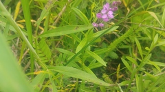Polygala polygama obtusata