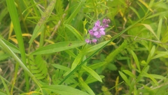 Polygala polygama obtusata