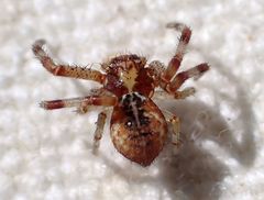 Mecaphesa verityi