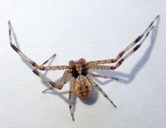 Mecaphesa verityi