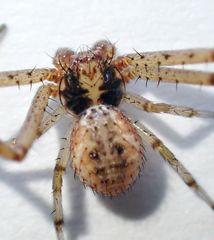 Mecaphesa verityi