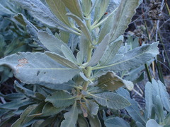 Eriodictyon traskiae