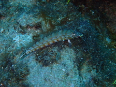 Parapercis clathrata