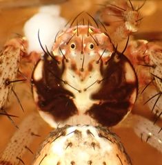 Mecaphesa verityi