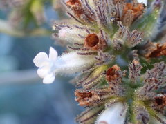 Eriodictyon traskiae