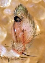 Mecaphesa verityi
