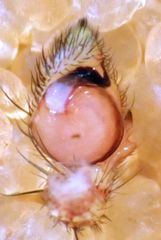 Mecaphesa verityi