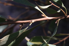 Hakea laevipes