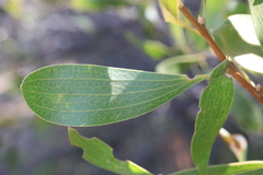 Hakea laevipes
