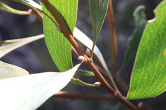 Hakea laevipes
