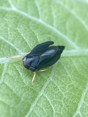 Limotettix anthracinus