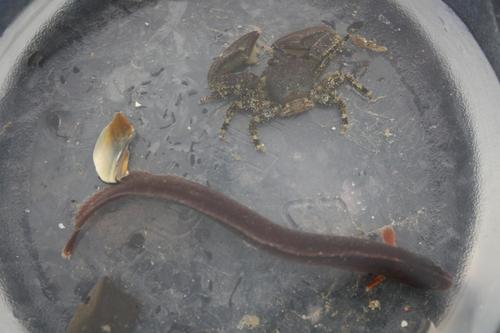 Anoplarchus purpurescens