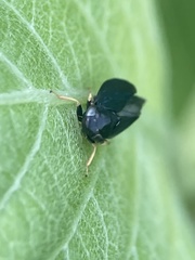 Limotettix anthracinus